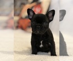 Small French Bulldog