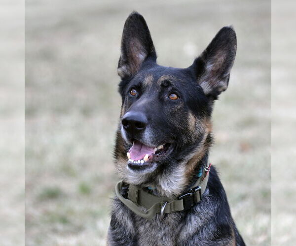 Medium Photo #5 German Shepherd Dog Puppy For Sale in Gretna, NE, USA