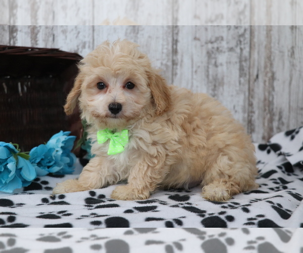Full screen Photo #4 Maltipoo Puppy For Sale in SHILOH, OH, USA