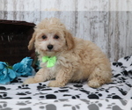 Small Photo #4 Maltipoo Puppy For Sale in SHILOH, OH, USA