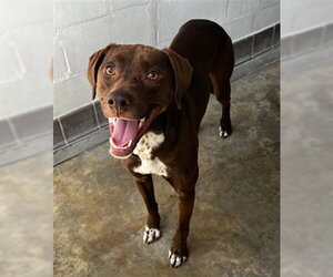 German Shorthaired Pointer Dogs for adoption in Sanford, FL, USA