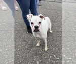 Small #15 Boxer Mix