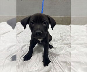 Labrador Retriever-Unknown Mix Dogs for adoption in Las Vegas, NV, USA