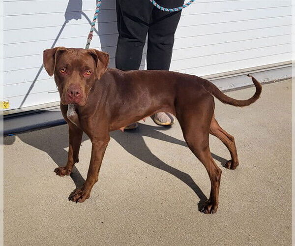 Medium Photo #1 American Pit Bull Terrier Puppy For Sale in Louisville, KY, USA