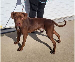 American Pit Bull Terrier Dogs for adoption in Louisville, KY, USA