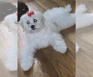 Poodle (Miniature)-ShihPoo Mix Puppy for sale in NORWICH, CT, USA