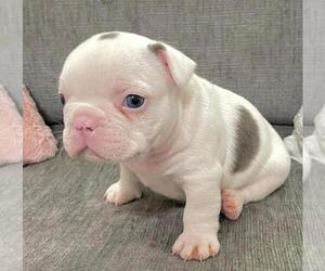 French Bulldog Puppy for sale in JOHNS ISLAND, SC, USA