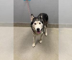Siberian Husky-Unknown Mix Dogs for adoption in Las Vegas, NV, USA