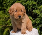 Puppy Zaza Golden Retriever