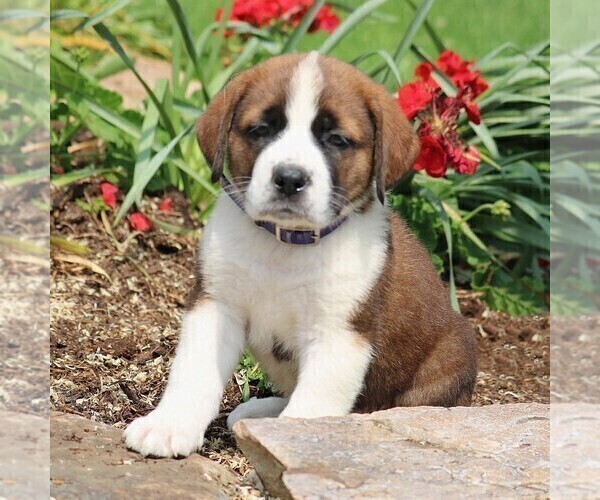 Medium Photo #1 Saint Bernard Puppy For Sale in NEW HOLLAND, PA, USA