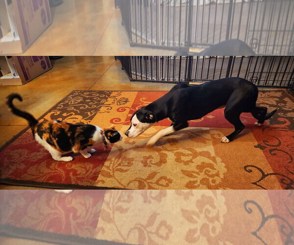 Medium Photo #4 Mutt Puppy For Sale in Guthrie, OK, USA