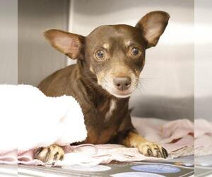 Chihuahua Dogs for adoption in San Antonio, TX, USA
