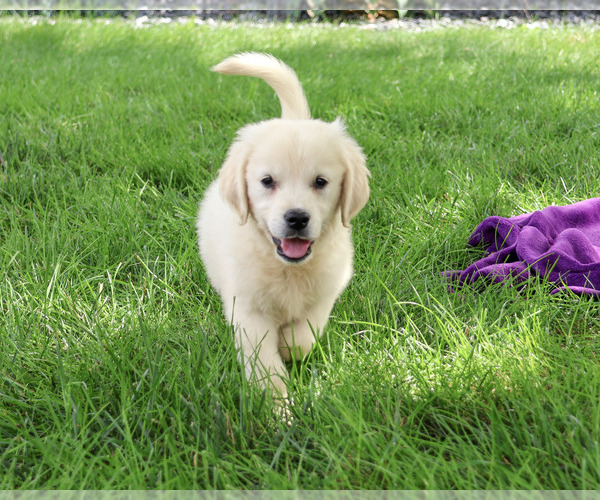 Medium Photo #1 Golden Retriever Puppy For Sale in SYRACUSE, IN, USA