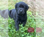 Small #2 Labrador Retriever