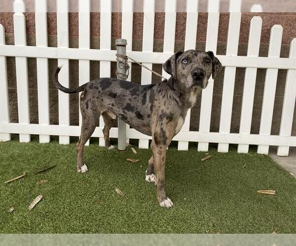 Medium Photo #1 Catahoula Leopard Dog-Unknown Mix Puppy For Sale in Modesto, CA, USA