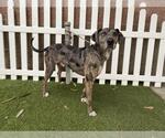 Small Catahoula Leopard Dog Mix