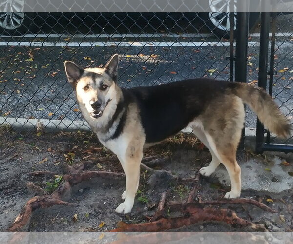 Medium Photo #4 German Shepherd Dog-Unknown Mix Puppy For Sale in Plantation, FL, USA