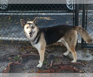 Lyssa 3178 - Female German Shepherd Dog-Unknown Mix Dog for Adoption - Photo #4