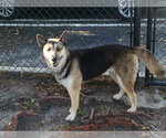 Small Photo #4 German Shepherd Dog-Unknown Mix Puppy For Sale in Plantation, FL, USA