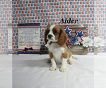 Small #1 Cavalier King Charles Spaniel