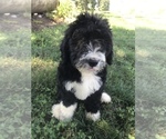 Small Photo #33 Bernedoodle Puppy For Sale in BOWLING GREEN, KY, USA