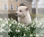 Small Photo #49 German Shepherd Dog Puppy For Sale in WASHINGTON, NJ, USA