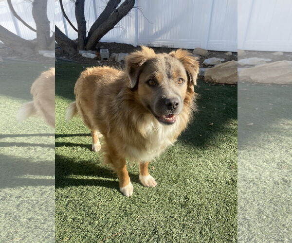 Medium Photo #3 Border Collie-Unknown Mix Puppy For Sale in MIDWAY, UT, USA