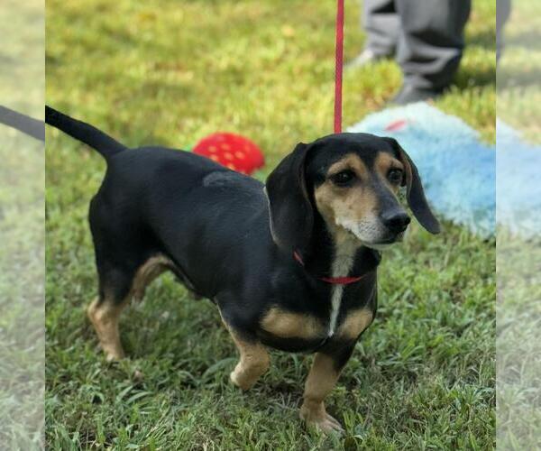 Medium Photo #3 Doxle Puppy For Sale in Yardley, PA, USA
