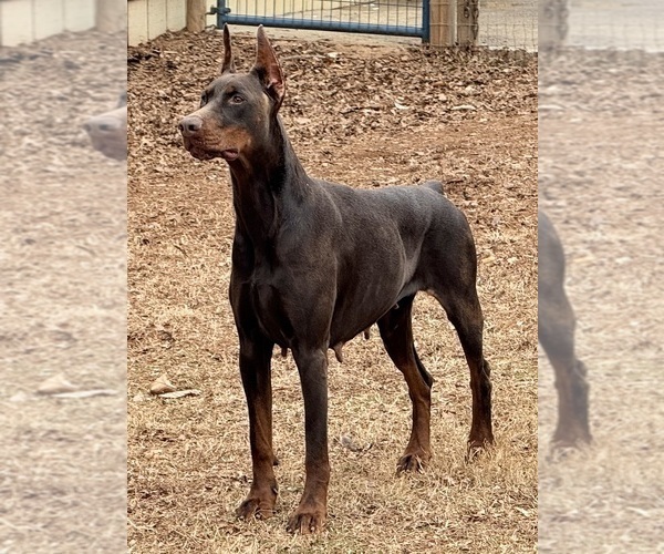 Medium Photo #1 Doberman Pinscher Puppy For Sale in NEWTON, NC, USA
