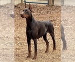 Small Photo #1 Doberman Pinscher Puppy For Sale in NEWTON, NC, USA