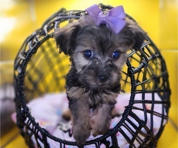 Medium Photo #6 YorkiePoo Puppy For Sale in BLUE MOUND, TX, USA