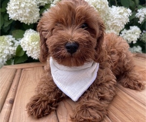 Cockapoo Puppy for sale in HONEY BROOK, PA, USA