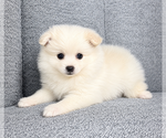 Small #4 Pomeranian