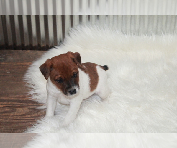 Medium Photo #4 Jack Russell Terrier Puppy For Sale in BENTON, IL, USA