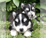 Small Photo #17 Pomsky Puppy For Sale in BAXTER, TN, USA