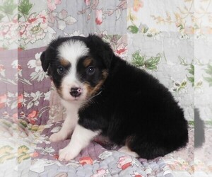 Miniature Australian Shepherd Puppy for sale in HARRISON, OH, USA