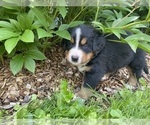 Small #1 Bernese Mountain Dog