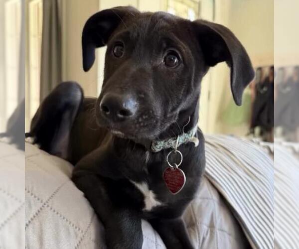 Medium Photo #16 Colonial Cocker Spaniel-Unknown Mix Puppy For Sale in San Diego, CA, USA
