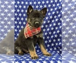 Small Photo #6 German Shepherd Dog Puppy For Sale in NEW PROVIDENCE, PA, USA