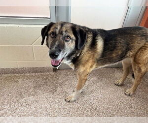 German Shepherd Dog-Unknown Mix Dogs for adoption in Pueblo, CO, USA