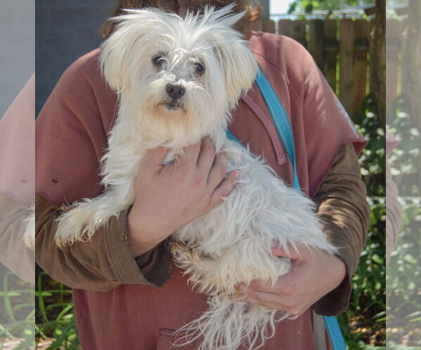 Medium Photo #2 Maltichon Puppy For Sale in Huntley, IL, USA