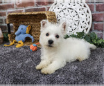 Small #2 West Highland White Terrier