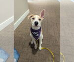 Small #1 American Pit Bull Terrier Mix