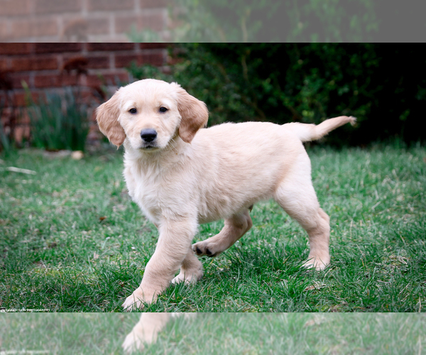 Medium Photo #18 Golden Retriever Puppy For Sale in GRAND RAPIDS, MI, USA
