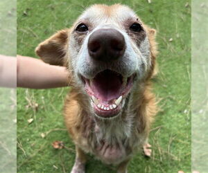 Medium Labrador Retriever Mix