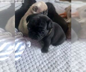 Pug Puppy for sale in NEW PORT RICHEY, FL, USA
