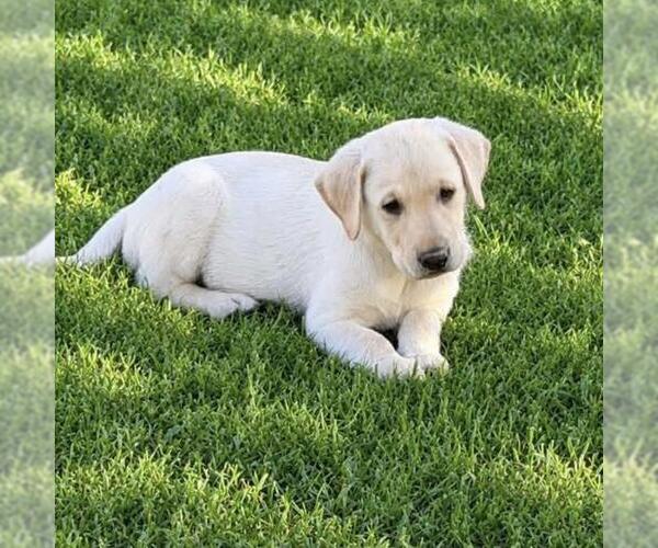 Medium Photo #2 Labrador Retriever-Unknown Mix Puppy For Sale in San Diego, CA, USA