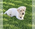 Small Photo #2 Labrador Retriever-Unknown Mix Puppy For Sale in San Diego, CA, USA