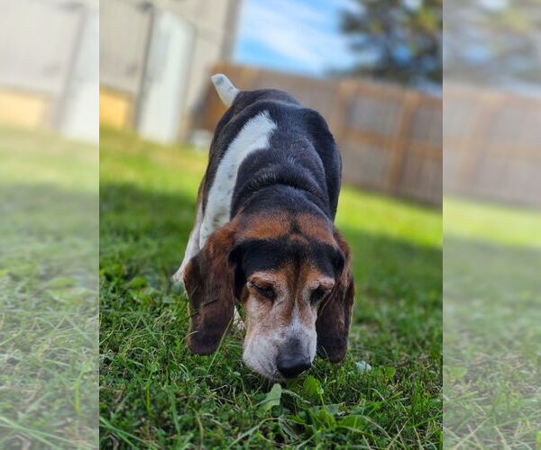 Medium Photo #5 Bagle Hound Puppy For Sale in Brookville, OH, USA