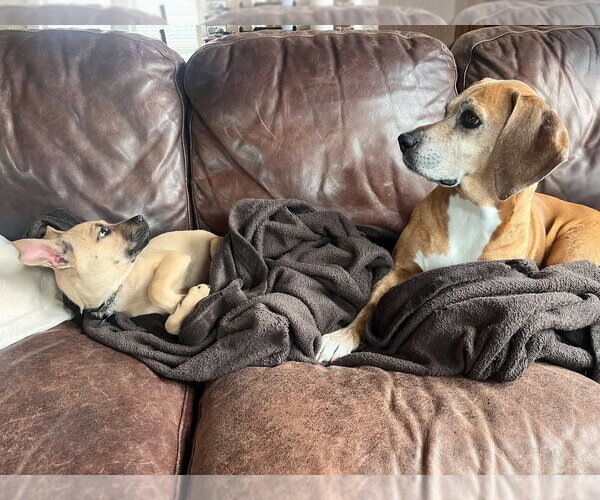 Medium Photo #6 Mutt Puppy For Sale in Bellevue, WA, USA